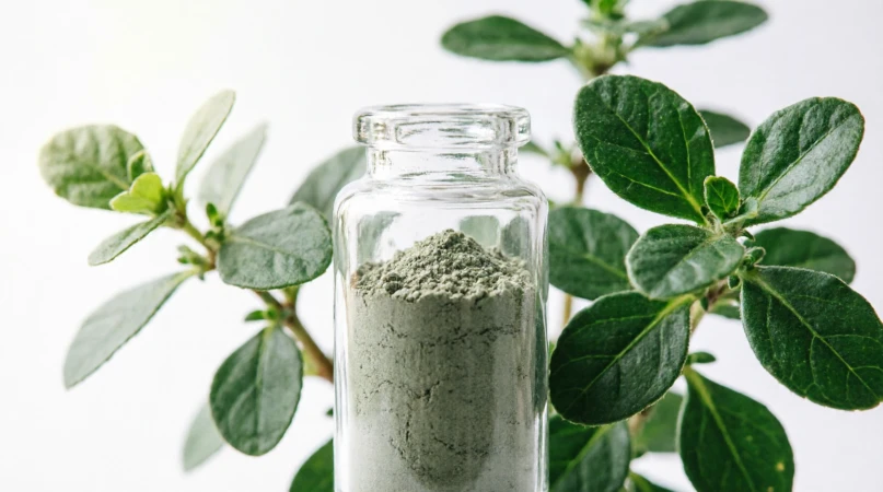 Respilean Ingredient Bacopa Monnieri Extract
